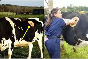 Sapi di negara ini hidup dengan perut berlubang, alasannya apa ya?