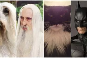 15 Foto cocoklogi kucing berwajah mirip karakter film, ada-ada aja