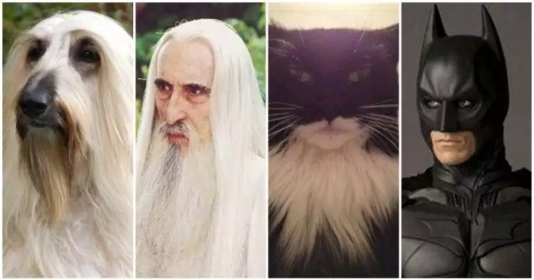 15 Foto cocoklogi kucing berwajah mirip karakter film, ada-ada aja
