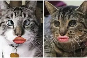 12 Editan foto kucing berpose duck face ini bikin nyengir tertahan