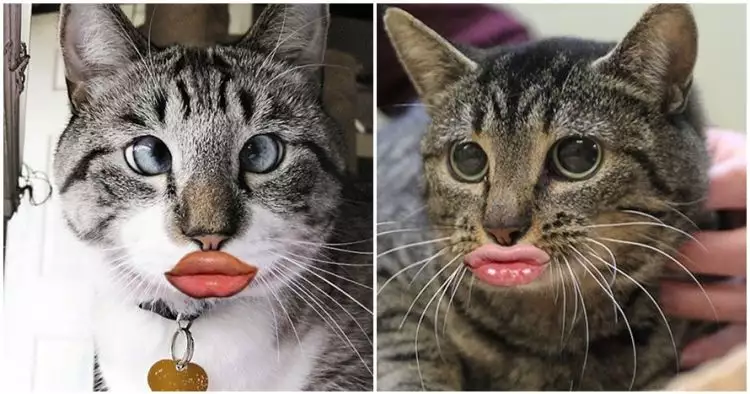 12 Editan foto kucing berpose duck face ini bikin nyengir tertahan