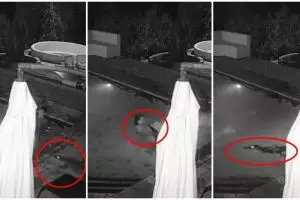 Lagi bercengkrama di kolam renang, pasangan ini kaget diserang buaya