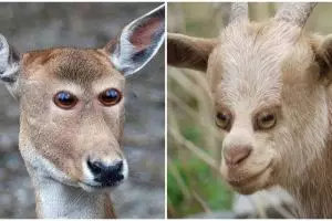 15 Editan foto ketika mata hewan ada di depan seperti manusia