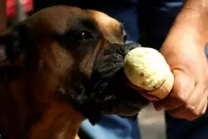Unik, kedai es krim ini diperuntukkan bagi anjing