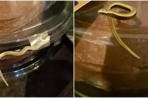 Mengerikan, wanita ini temukan ular terjebak di kue cokelat miliknya