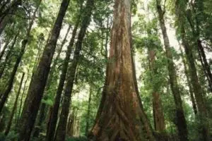 Pohon langka berumur 170 tahun ini ditebang, duh sayang banget ya