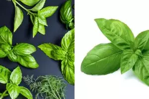 20 Manfaat daun kemangi untuk kesehatan dan kecantikan