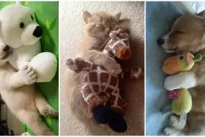 18 Potret hewan tidur bersama boneka, gemesnya bikin nggak nahan
