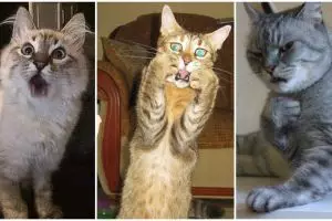 18 Potret hewan ketika bertindak ekspresif, bisa drama juga ya 