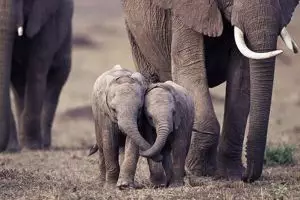 10 Foto tingkah lucu anak gajah, ngegemesin banget pokoknya