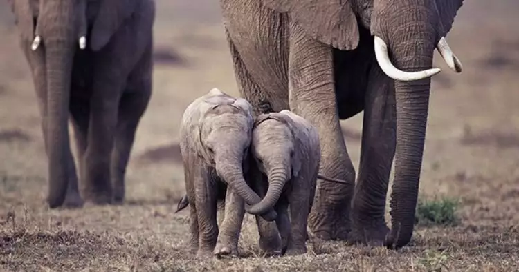 10 Foto tingkah lucu anak gajah, ngegemesin banget pokoknya