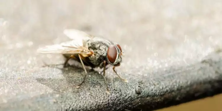 Bahaya lalat nempel di makanan, jangan dimakan & harus segera dibuang!