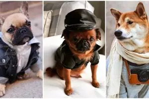 15 Potret ketika anjing 'ngerti fashion', leh uga nih 