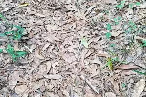 Banyak orang kesulitan temukan ular dalam foto ini, kamu bisa?