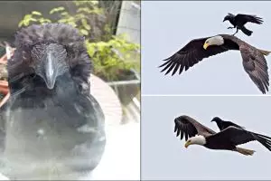 10 Foto buktikan gagak adalah burung paling usil dan nakal