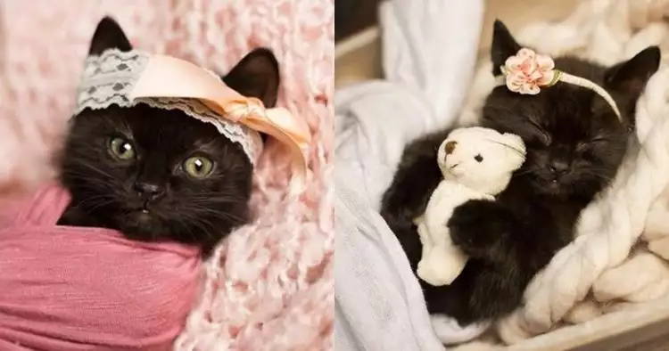 Nggak cuma manusia, 10 foto ini bukti adanya pemotretan bayi kucing