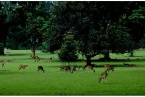 4 Bukti Kebun Raya Bogor patut dibanggakan, kini berusia 2 abad lho