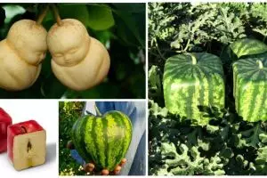 Selain sehat, buah dibentuk nyeleneh ternyata tingkatkan nafsu makan