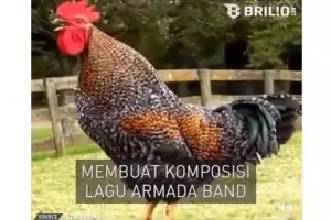 Lagu Asal Kau Bahagia dinyanyikan ayam ini lucunya jungkir balik