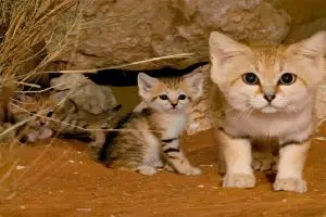 Felis margarita, kucing imut-imut yang berdaun telinga lebar