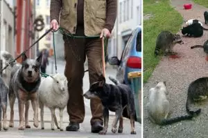 15 Momen saat hewan kehilangan jati diri ini kocak dan menggemaskan