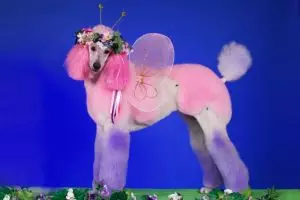 15 Potret saat anjing ikut kontes kecantikan, makin gaya dan lucu nih?