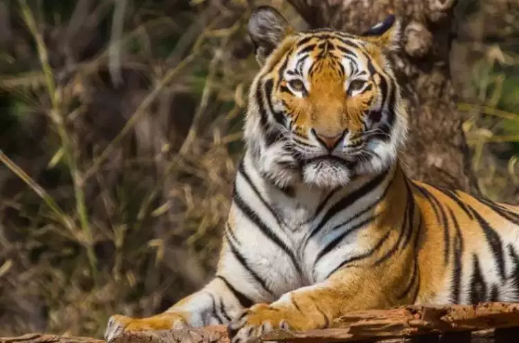 Fakta tersembunyi di balik belang harimau, jarang diajarkan di sekolah