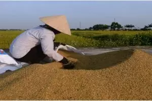 Studi menyebut dedak kaya nutrisi dan bisa obati batu ginjal, wow