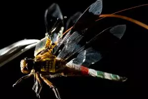 DragonflEye, ketika capung hidup dimodifikasi jadi drone