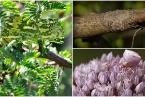 Foto canggihnya 15 hewan saat berkamuflase, bikin takjub