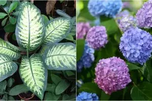 10 Tanaman hias ini cantik tapi beracun, bikin kejang hingga kematian