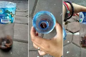 Jengkel dengan kecoak, pria ini bikin jebakan yang efektif & murah