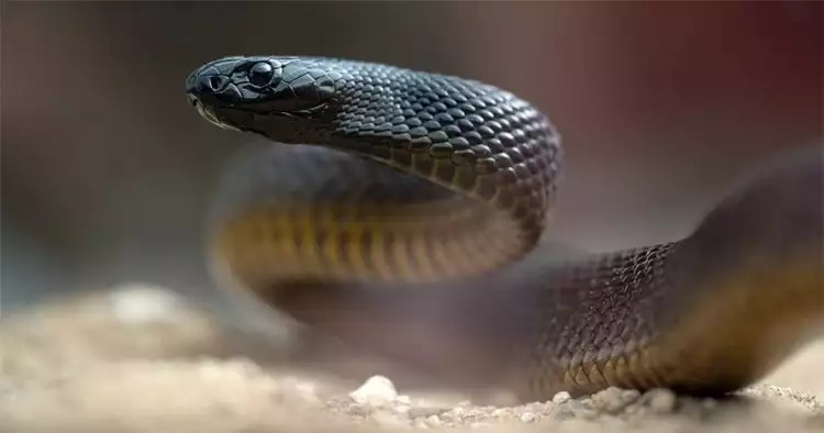 Usai digigit ular, suami gigit istrinya biar bisa meninggal bareng