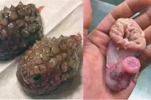 14 Foto 'monster' laut yang mungkin kamu kira nggak ada di dunia ini