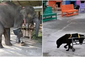 Tak cuma manusia, 11 hewan dengan alat bantu ini juga bikin terenyuh