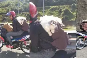 Pemudik ini bawa serta kucing kesayangan pulang kampung, ada-ada aja