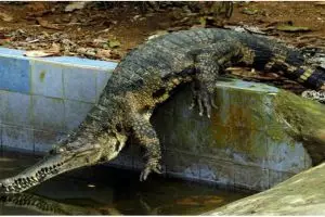 Usai berpesta narkoba, pria ini nekat berhubungan seks dengan buaya