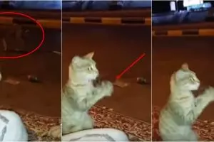 Aksi penyamaran kucing biar nggak ketahuan anjing ini bikin ketawa