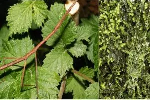 Matamu normal kalau bisa temukan hewan dalam 18 foto berikut