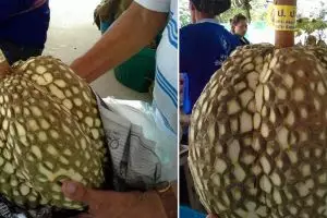 Trik petani ini layak ditiru, hilangkan duri durian dalam 5 menit saja