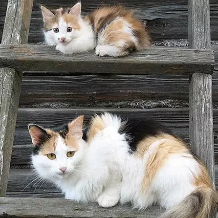 18 Foto kucing bersama induknya ini berpose serasi, bikin gemes dah