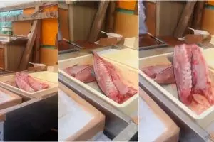 Video ikan sudah dibelah dan dipotong kepalanya masih loncat-loncat