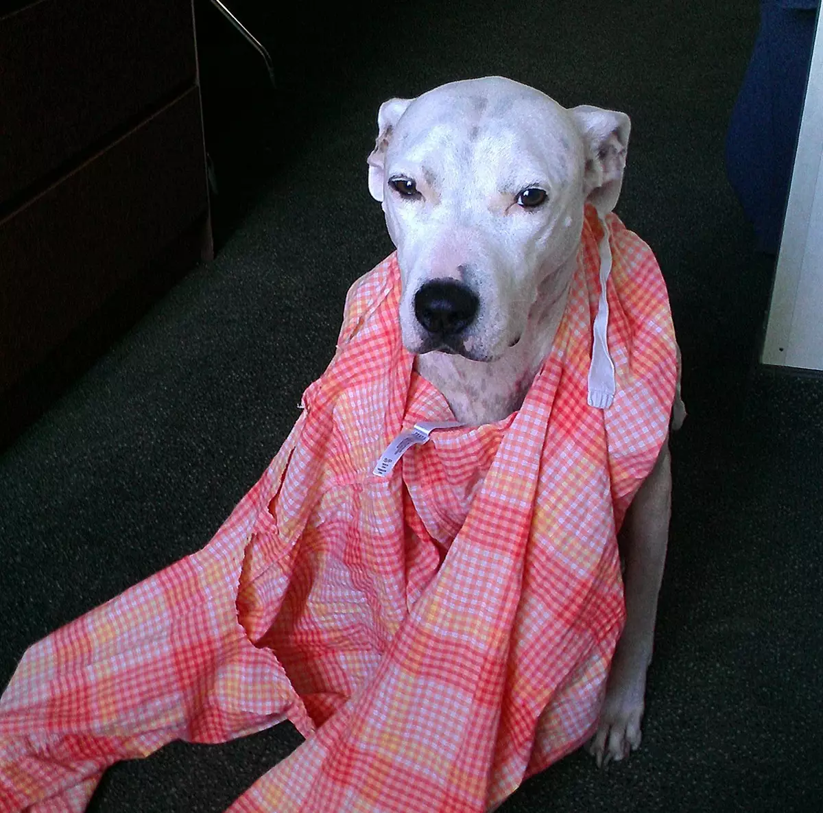 15 Hewan ini 'ngaku salah' sehabis bikin kekacauan, melas banget