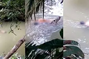 Mandi di sungai, pria asal Berau ini tewas dimangsa buaya