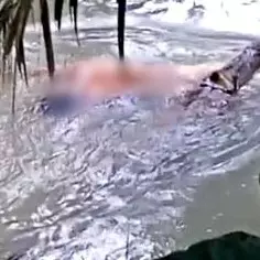 Mandi di sungai, pria asal Berau ini tewas dimangsa buaya