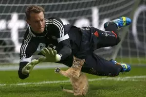 10 Foto editan seandainya bola untuk sepakbola diganti jadi kucing