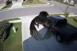 Bukannya terbang, burung ini justru terlihat melayang