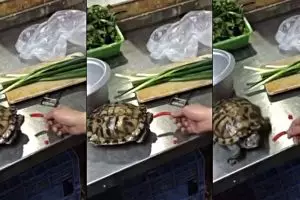 Begini reaksi kura-kura sehabis makan cabai, epik banget