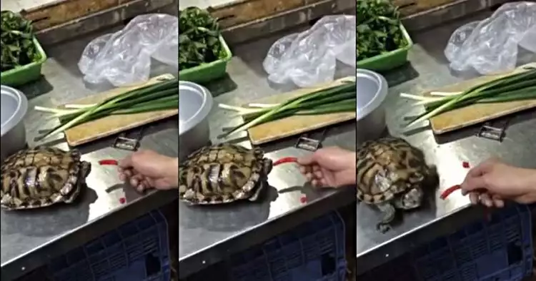 Begini reaksi kura-kura sehabis makan cabai, epik banget