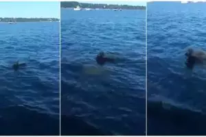 Aksi anjing selamatkan anak rusa ini bakal gugah rasa kepedulianmu